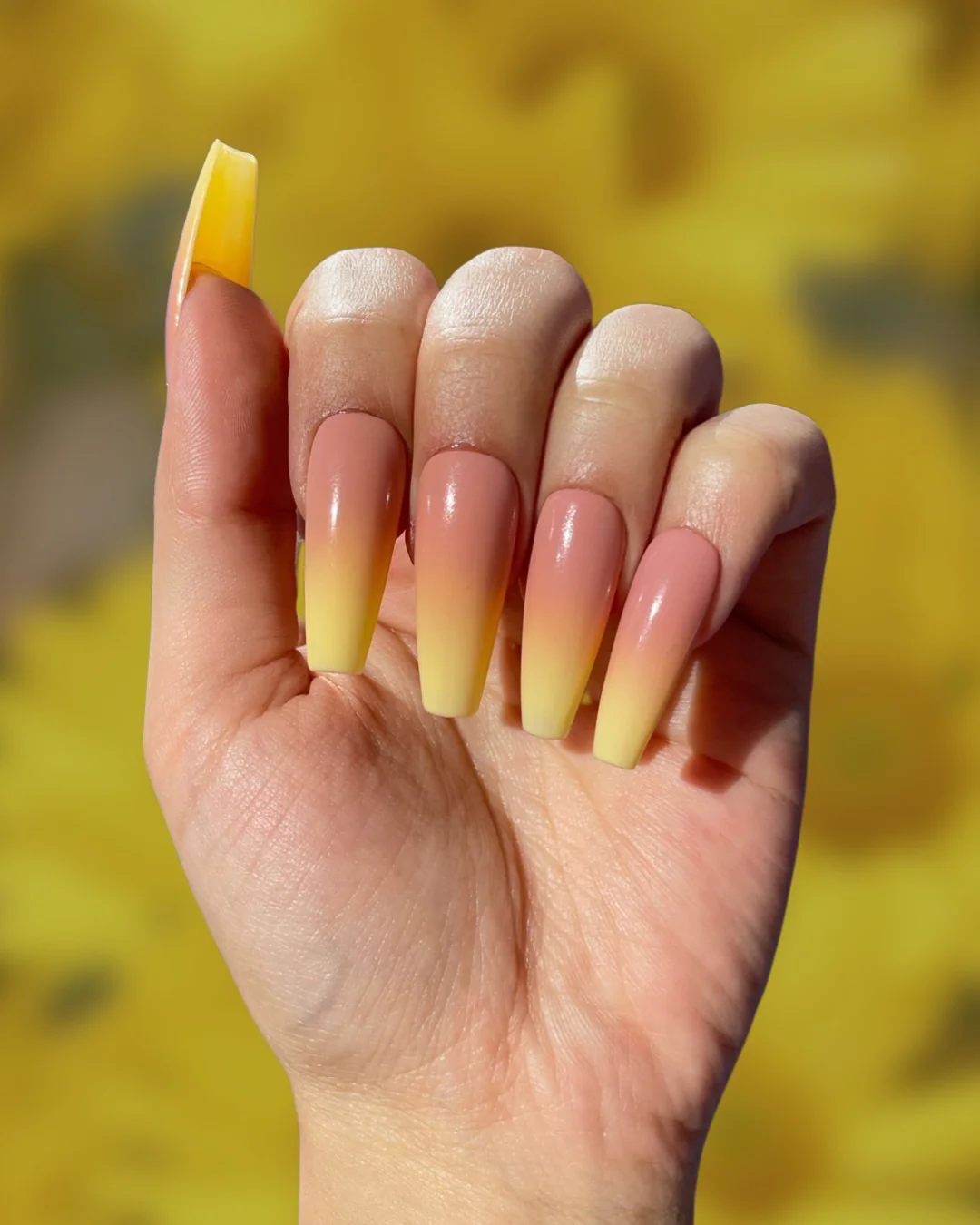 Daffodil Ombre - Image 2