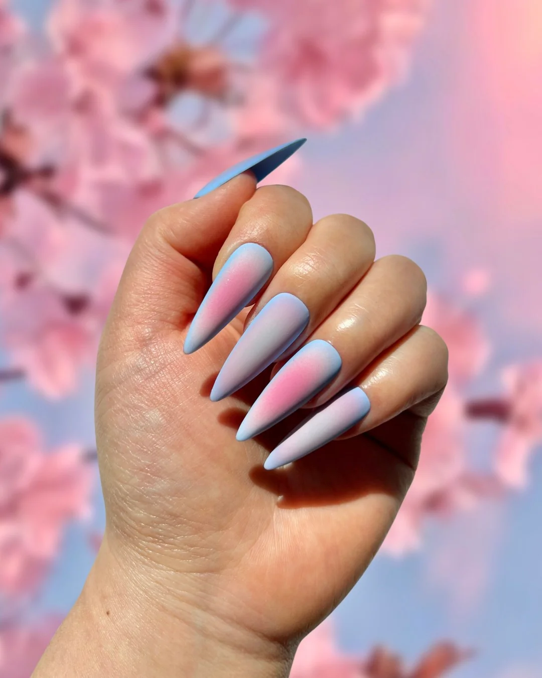 Sakura Blossom